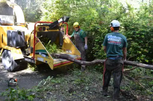 tree services Dike